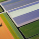 Image for article titled Photos: Fields of flowers look like modern art from above